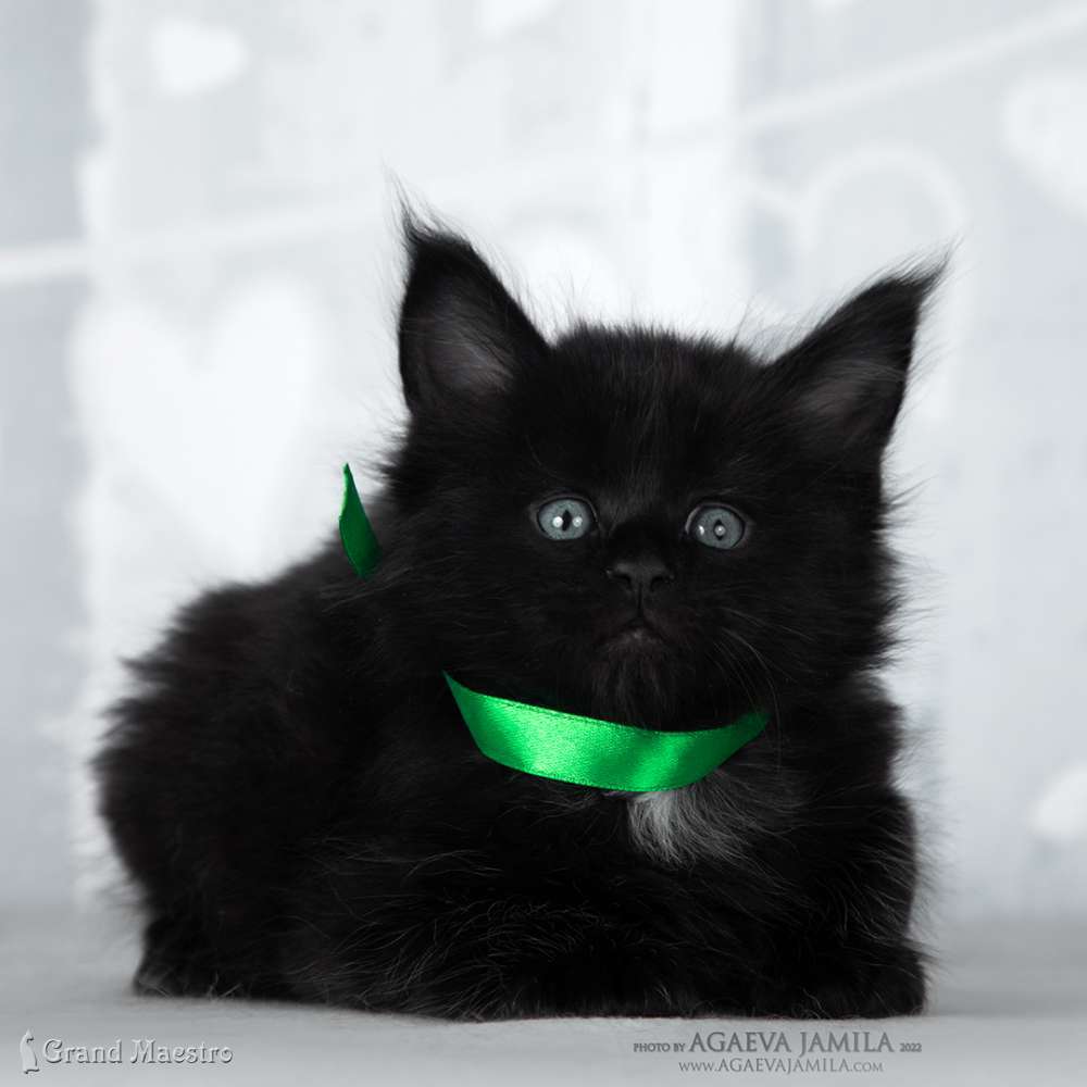Эдельвейс, 1 мес.