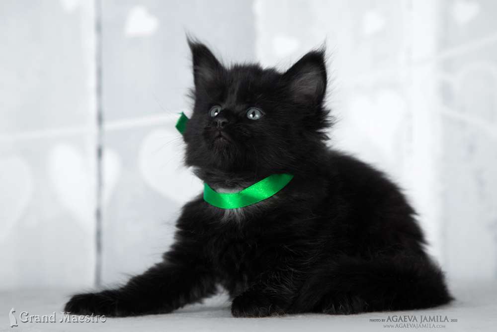 Эдельвейс, 1 мес.