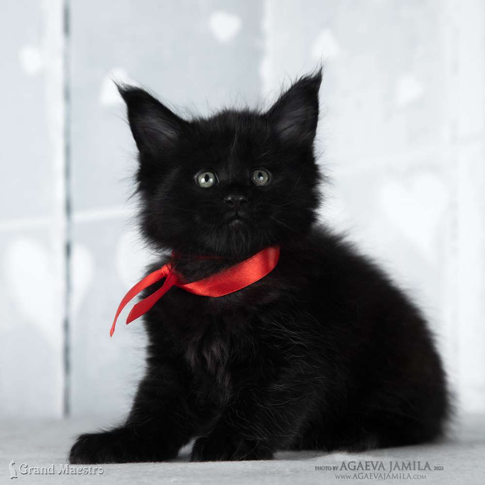 Эдвин, 1 мес.