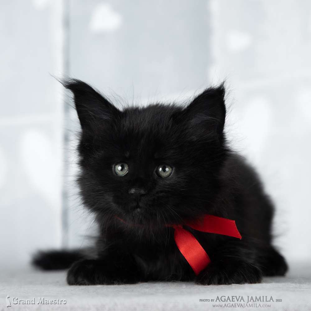 Эдвин, 1 мес.