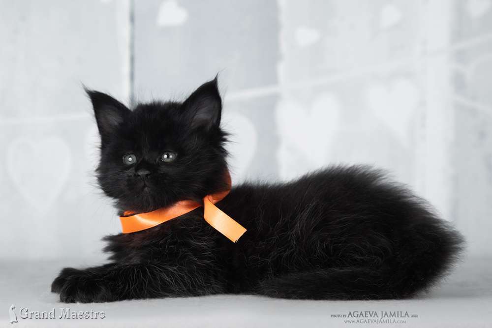 Эльдорадо, 1 мес.