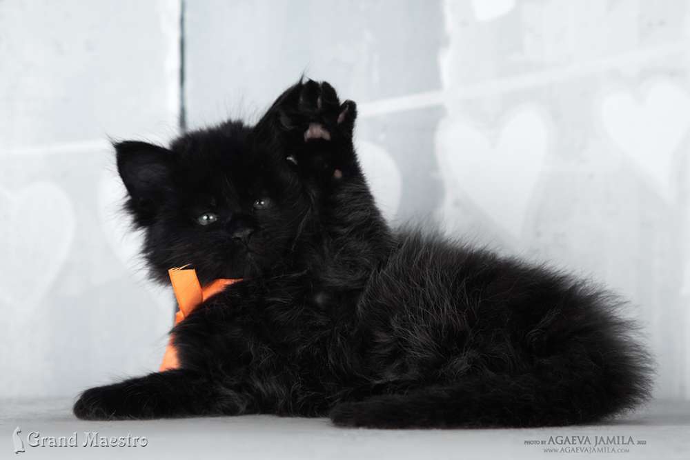 Эльдорадо, 1 мес.