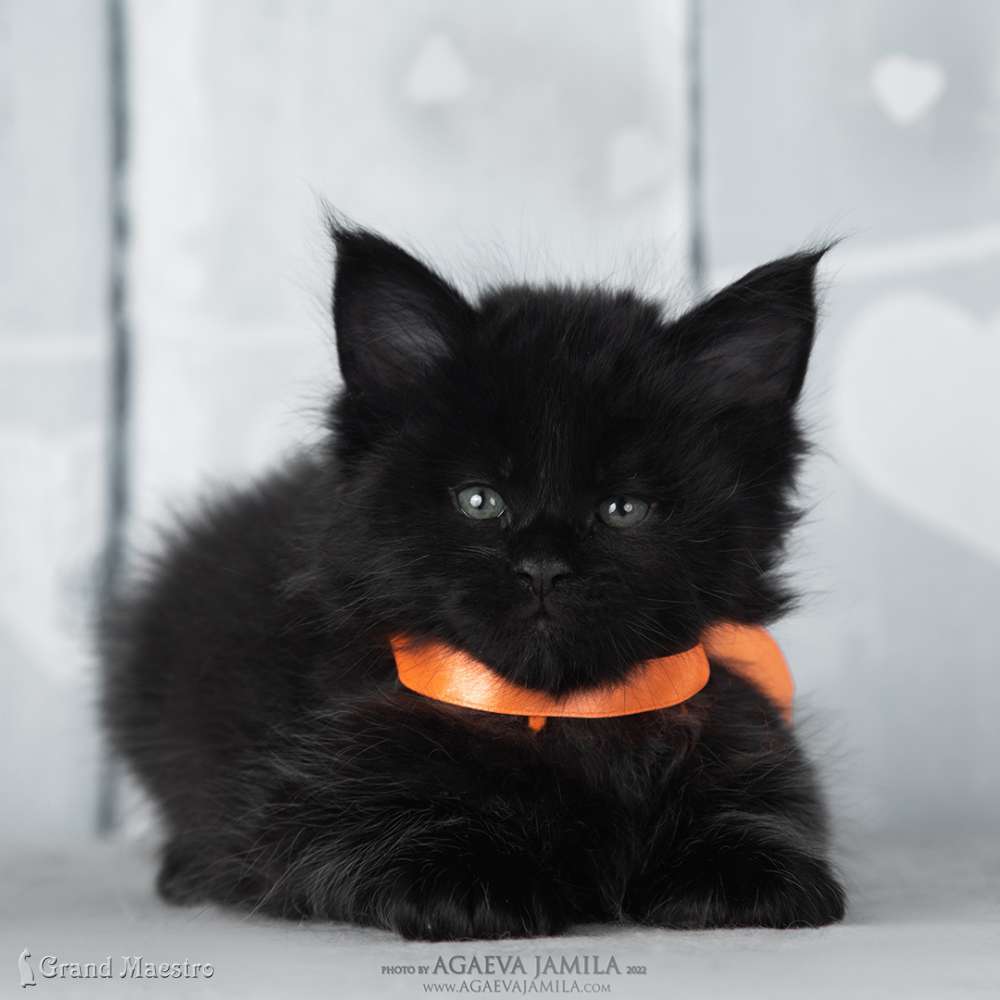 Эльдорадо, 1 мес.