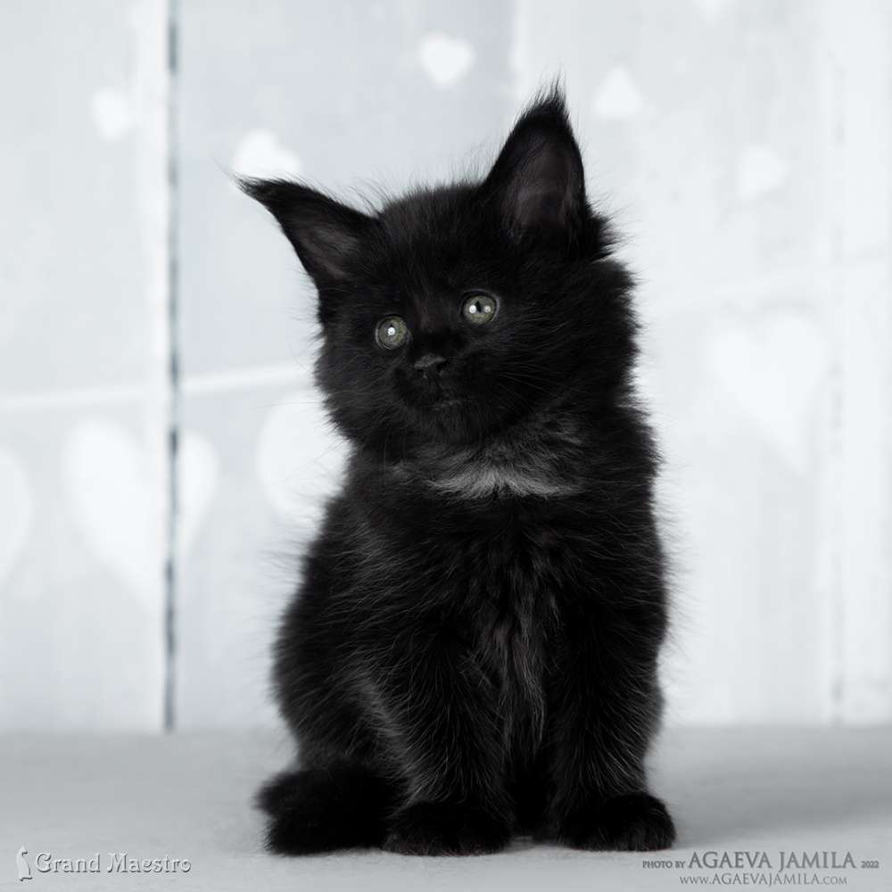 Эвелина, 1 мес.