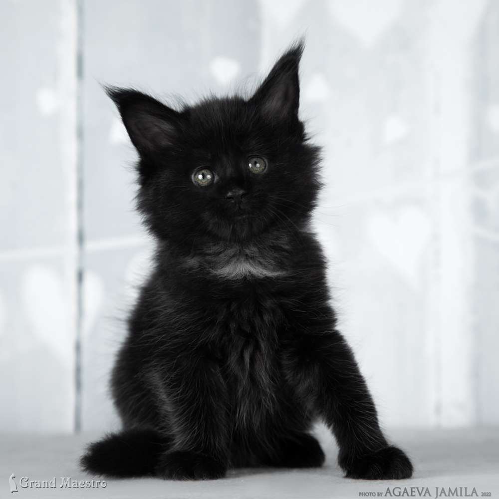 Эвелина, 1 мес.