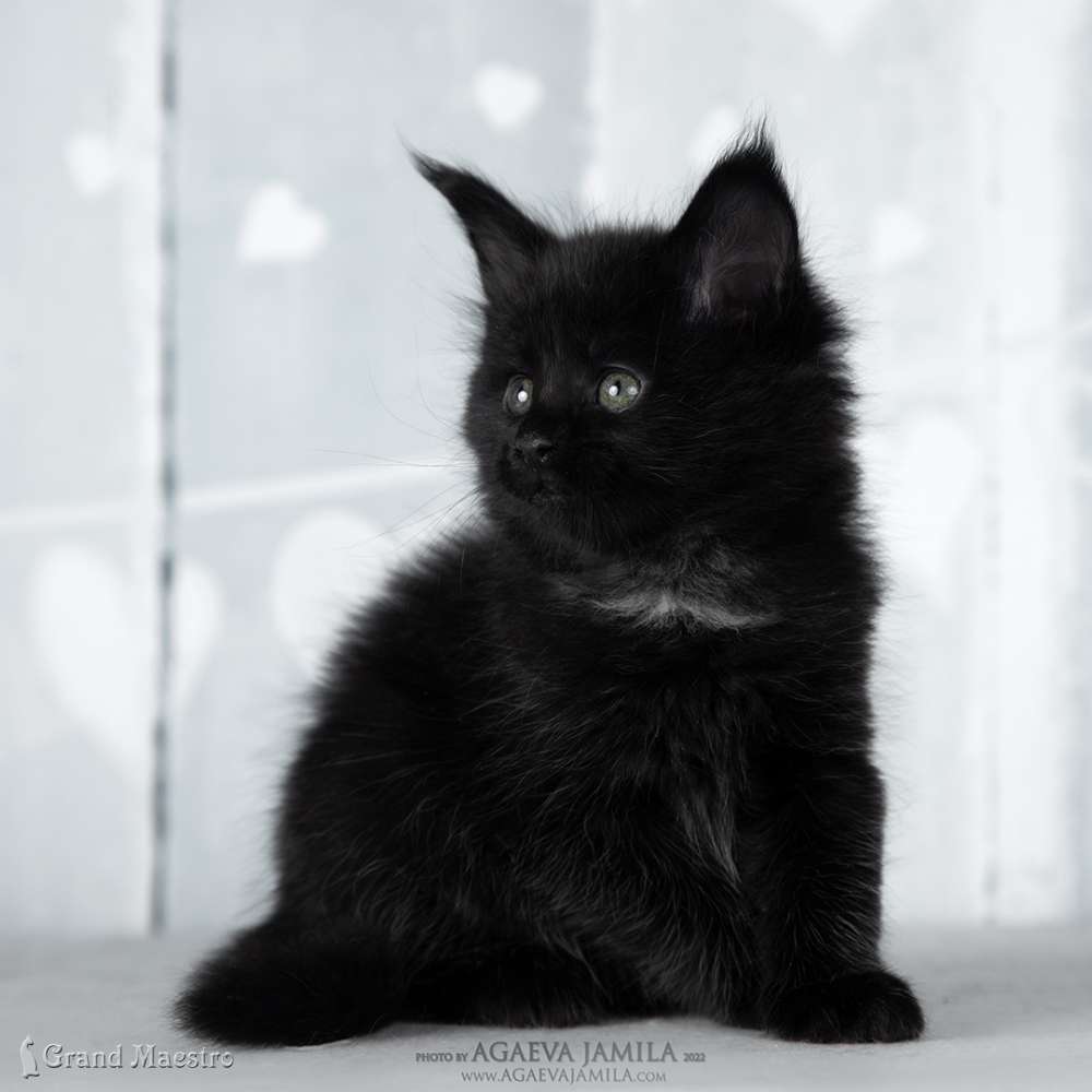 Эвелина, 1 мес.