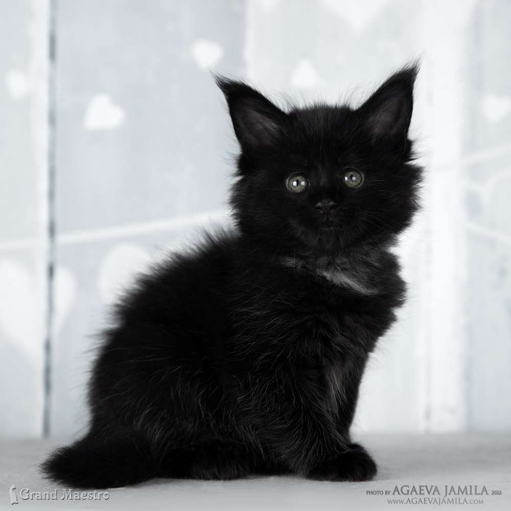 Эвелина, 1 мес.