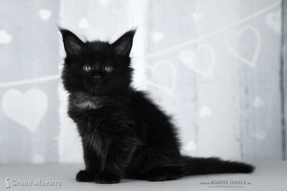 Эвелина, 1 мес.