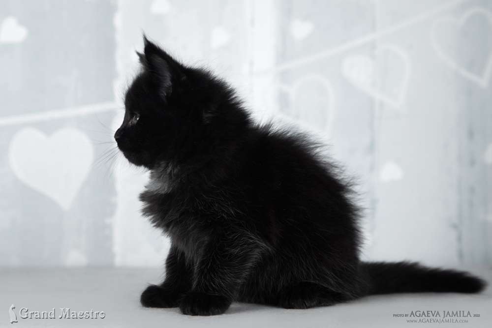 Эвелина, 1 мес.