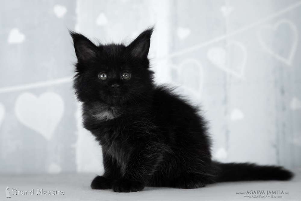Эвелина, 1 мес.