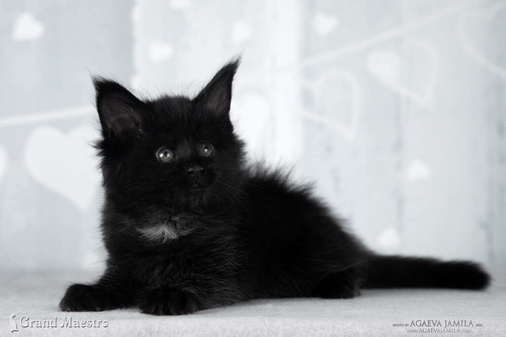 Эвелина, 1 мес.