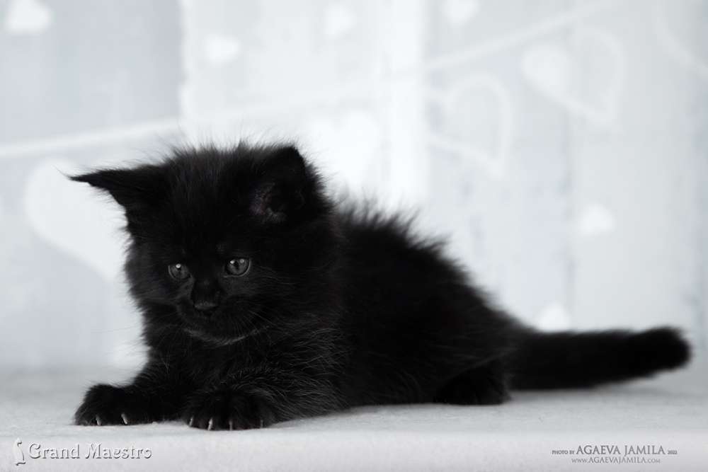 Эвелина, 1 мес.