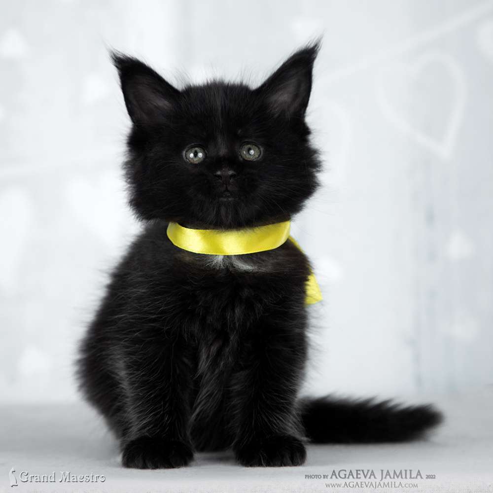 Эвелина, 1 мес.
