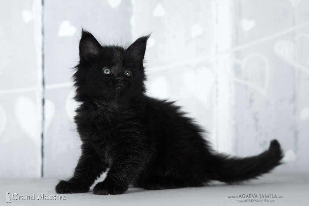 Эсмеральда, 1 мес.