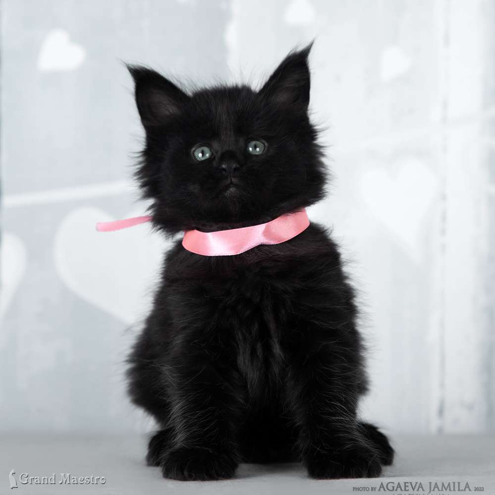 Эсмеральда, 1 мес.