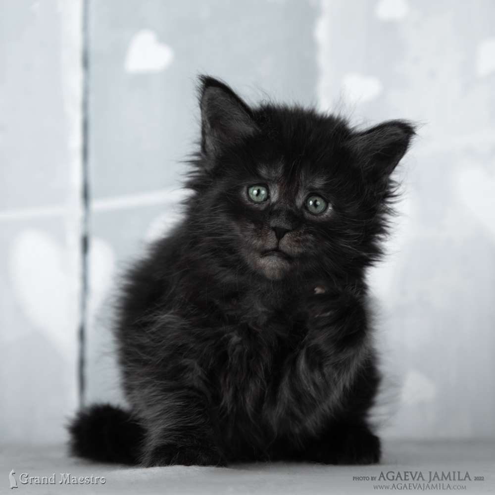 Эстель, 1 мес.
