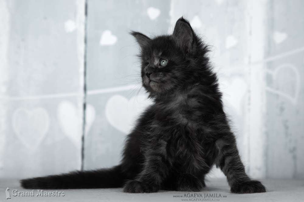 Эстель, 1 мес.