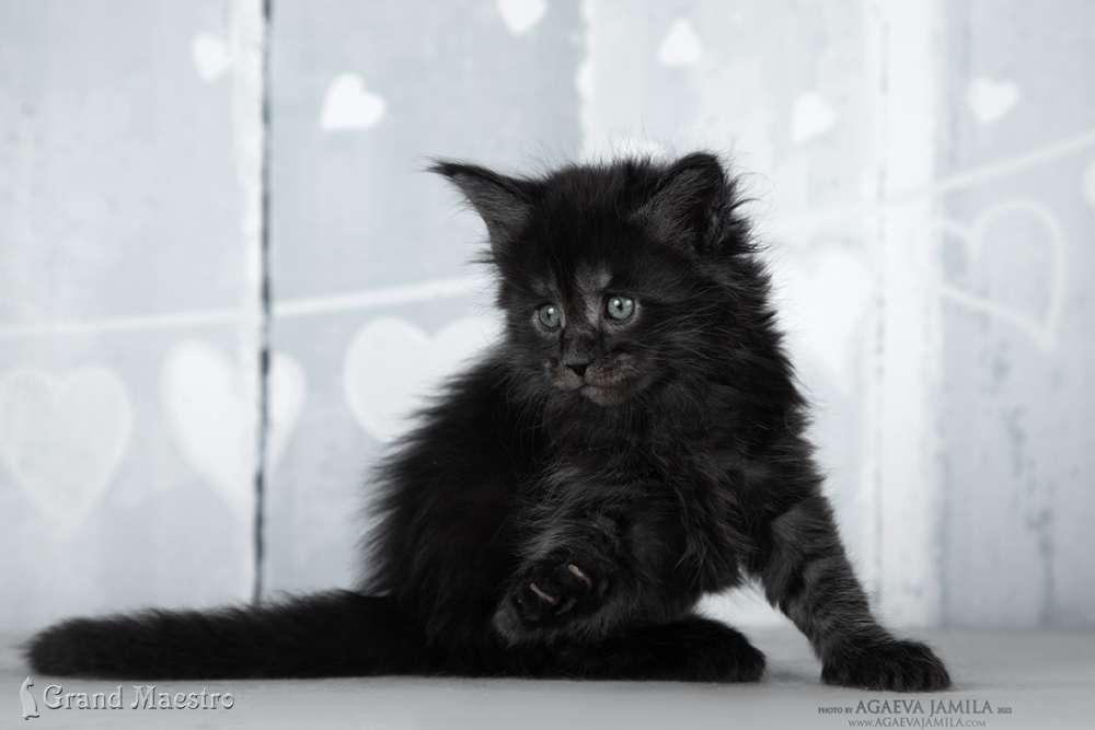 Эстель, 1 мес.