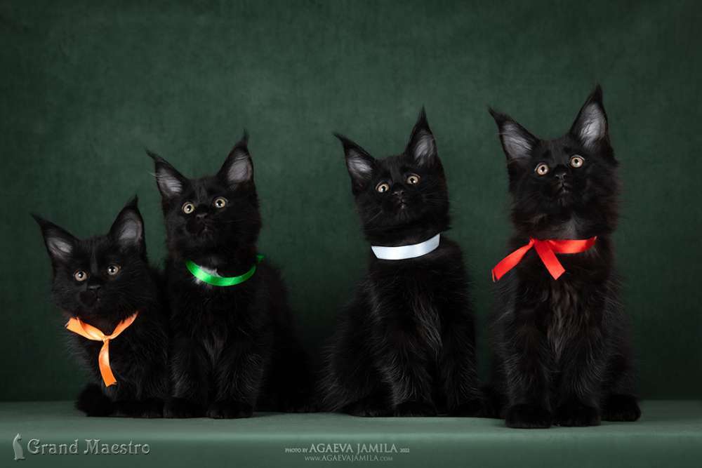 Квартет котиков, 2 мес.