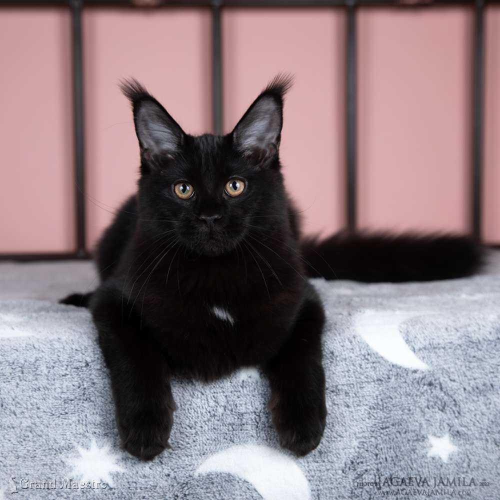 Эвелина, 4.5 мес.