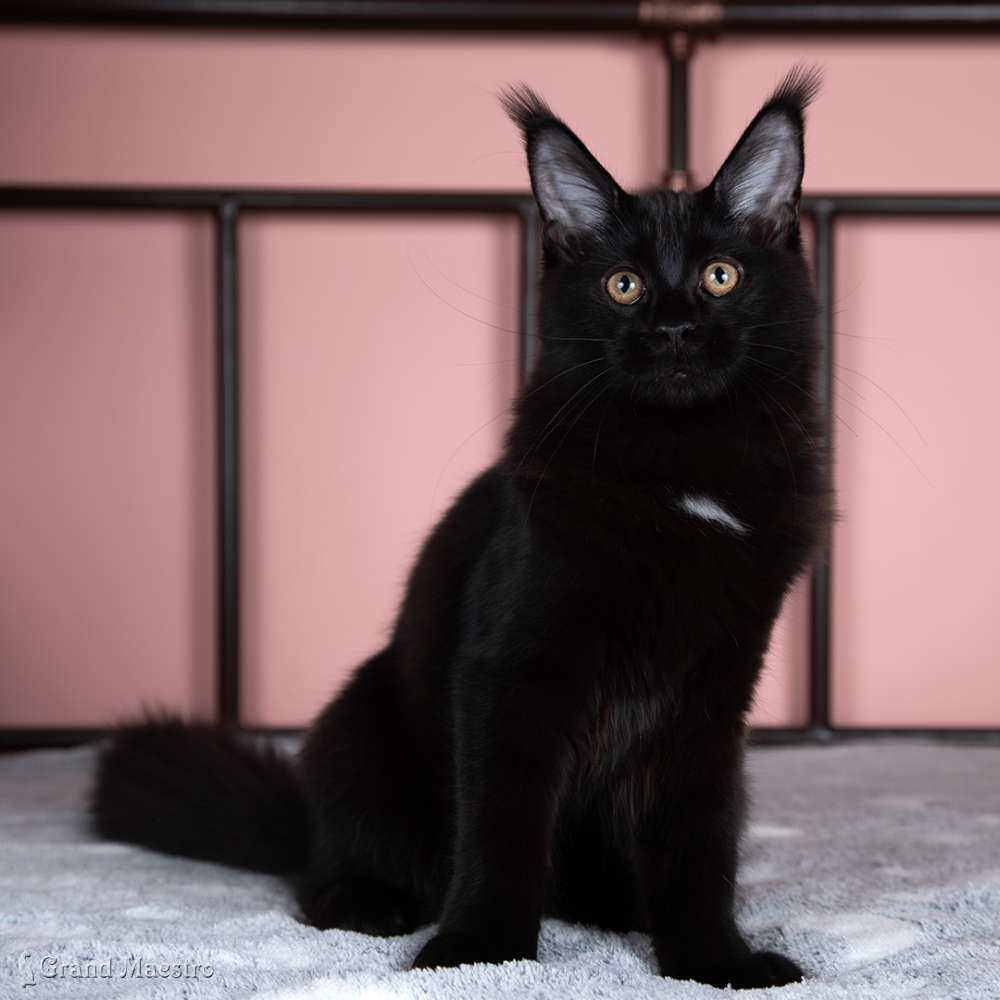 Эвелина, 4.5 мес.