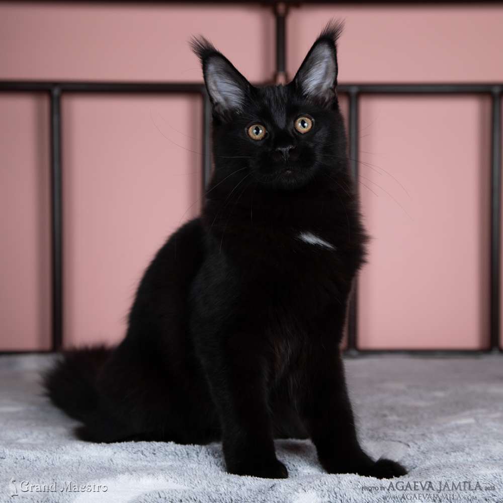 Эвелина, 4.5 мес.