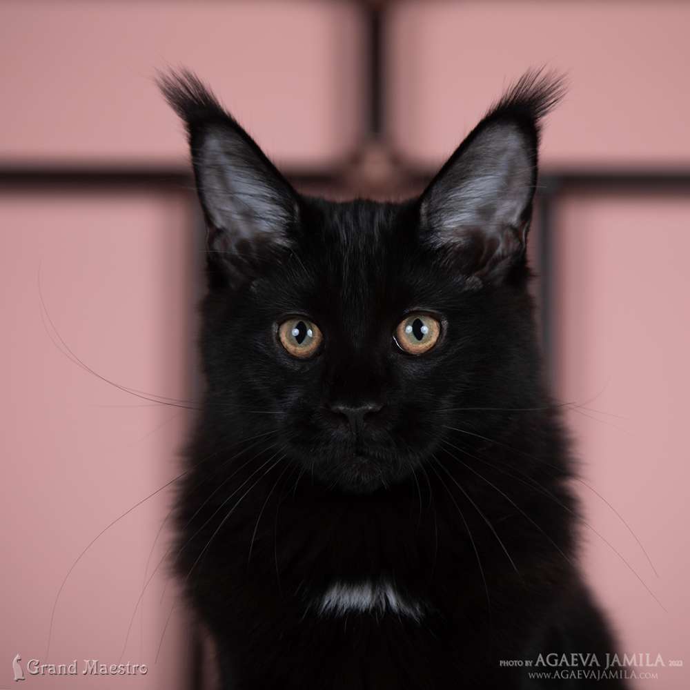Эвелина, 4.5 мес.