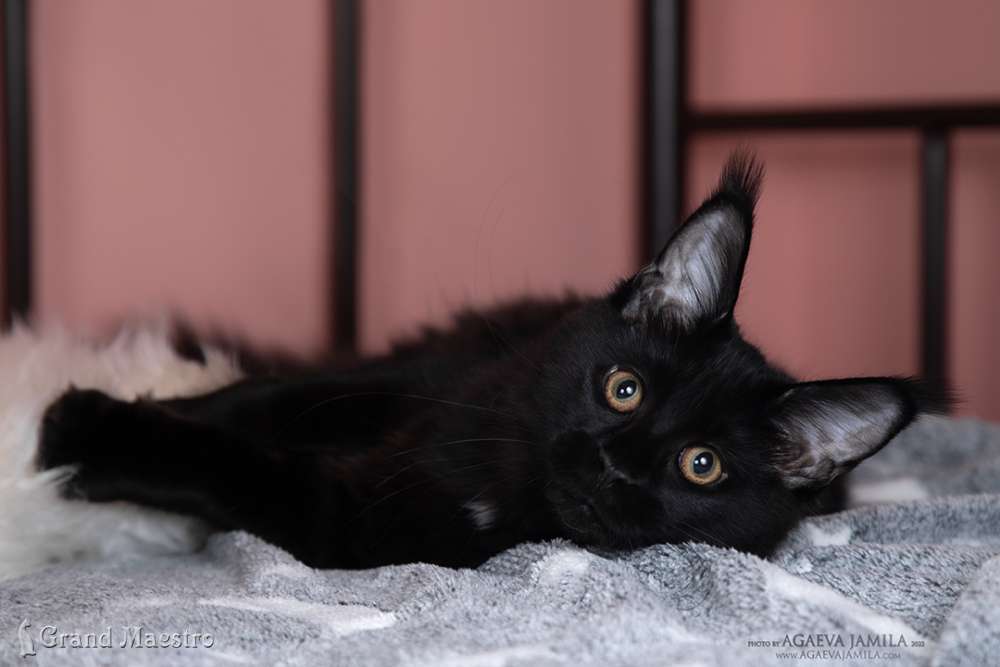 Эвелина, 4.5 мес.