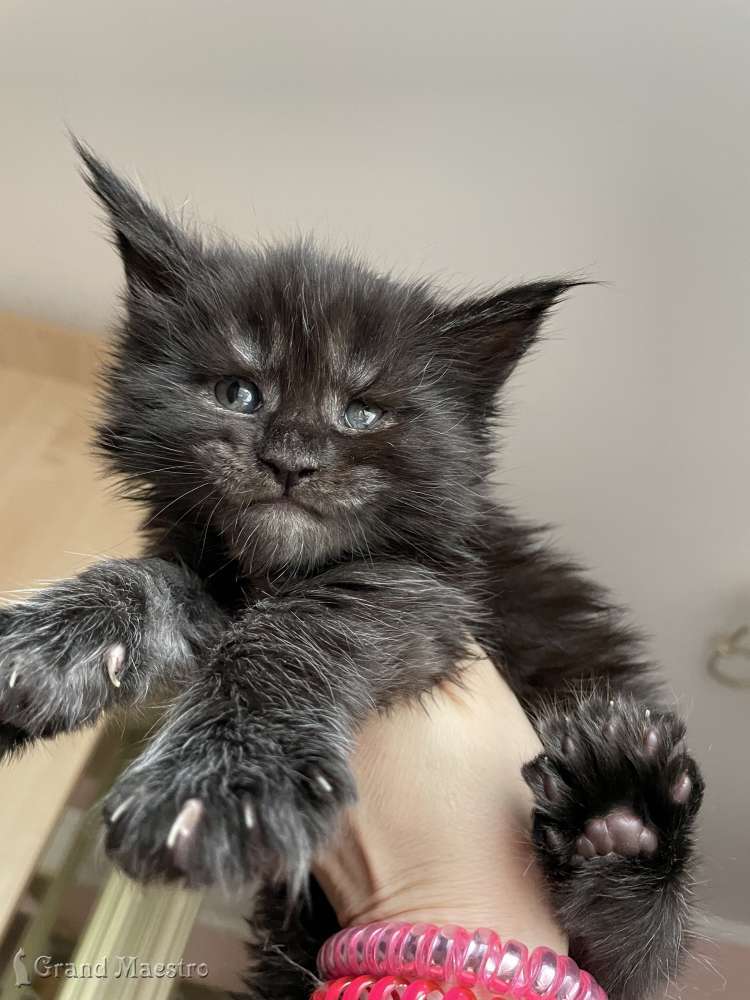 Индиго, 1 мес.