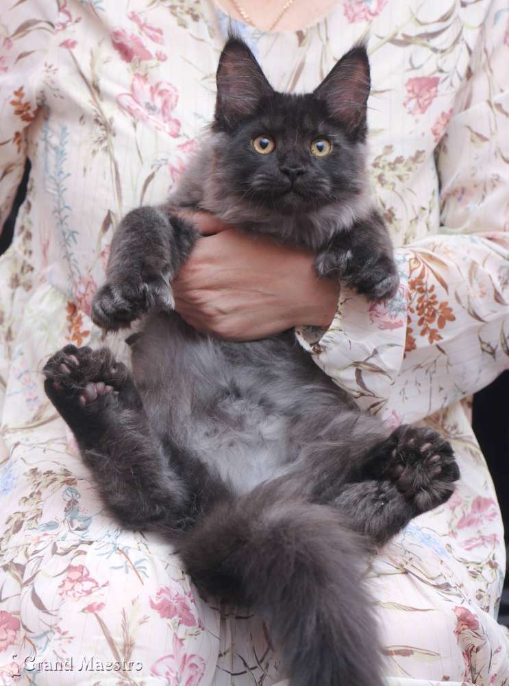 Индиго, 3.5 мес.