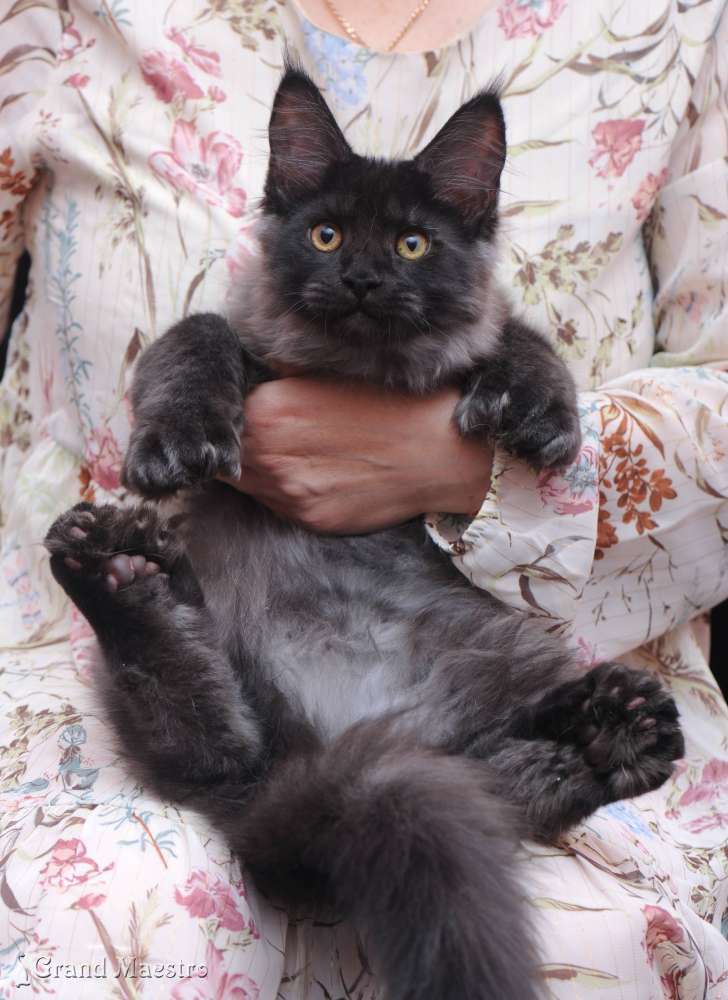 Индиго, 3.5 мес.