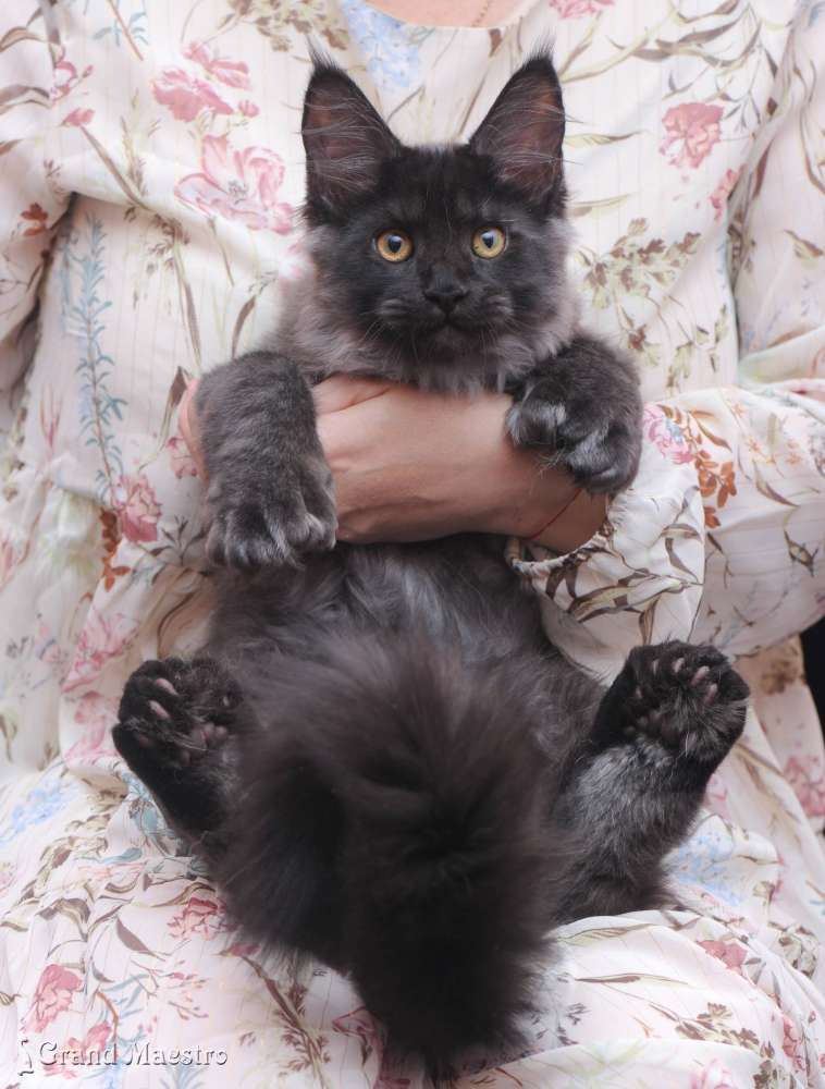 Индиго, 3.5 мес.