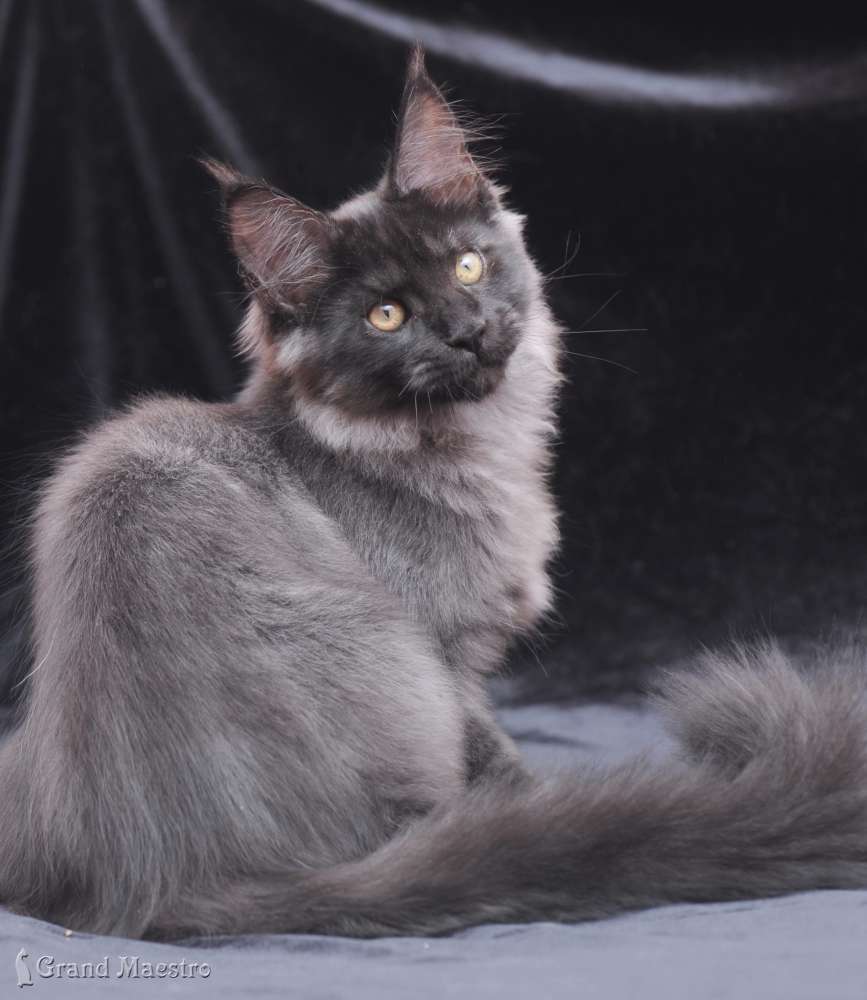 Индиго, 3.5 мес.