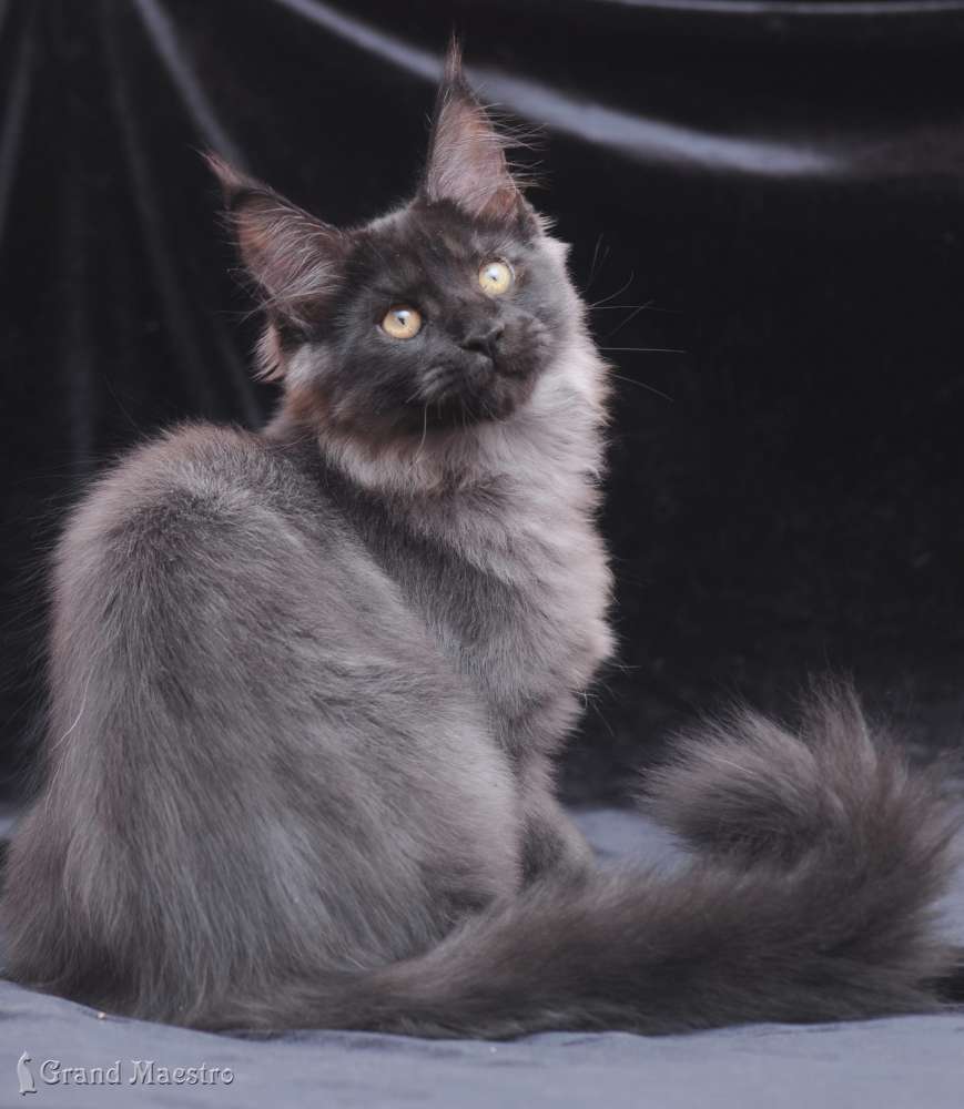 Индиго, 3.5 мес.