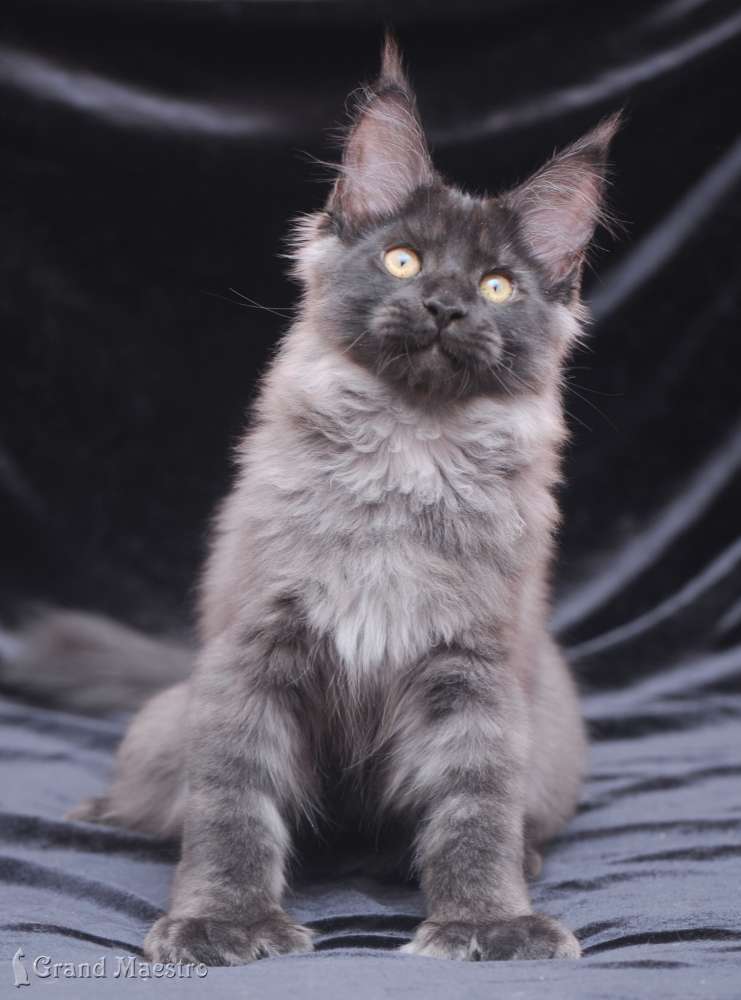 Индиго, 3.5 мес.