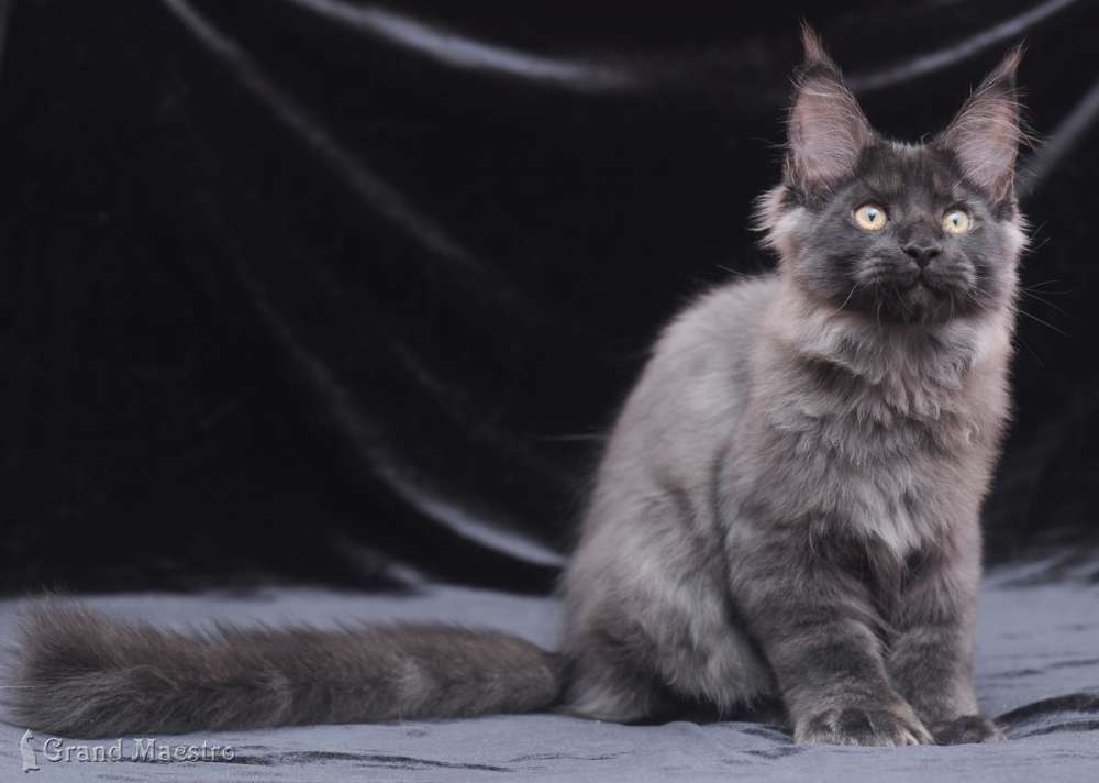 Индиго, 3.5 мес.