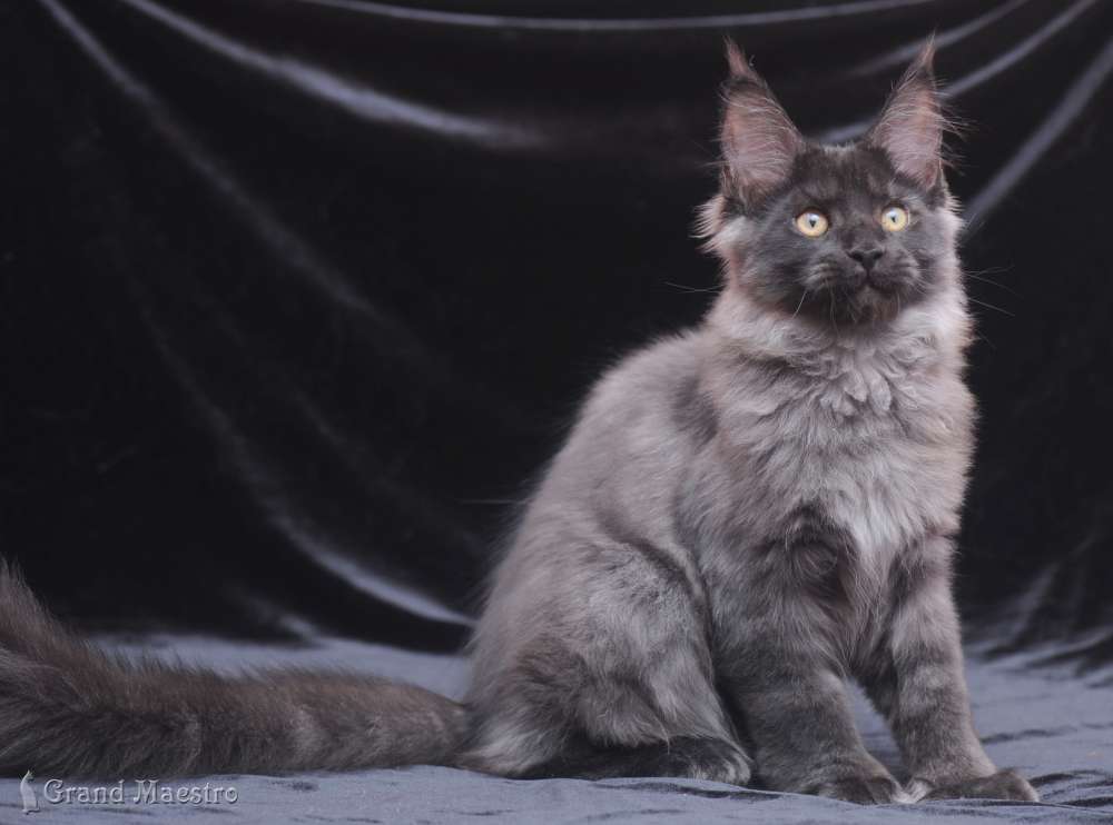 Индиго, 3.5 мес.