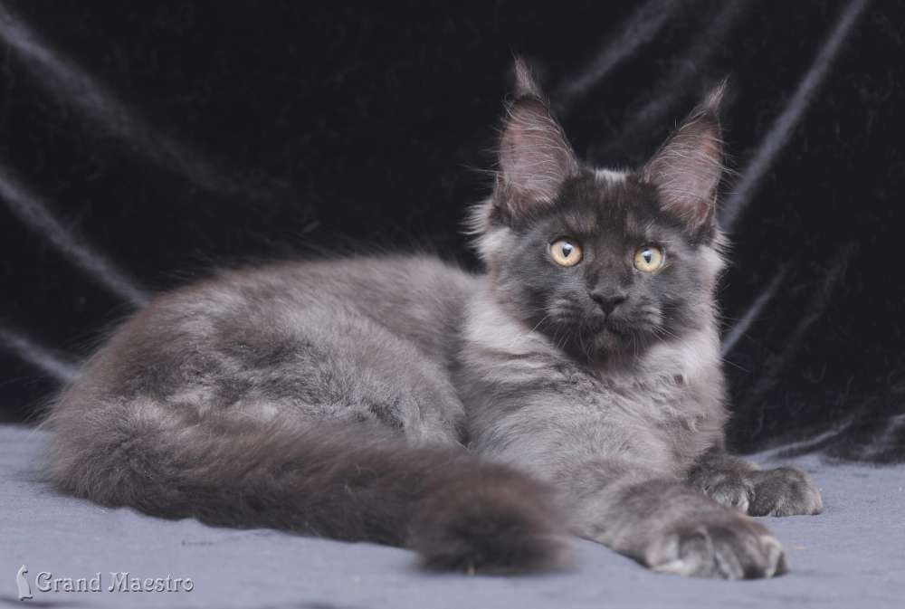 Индиго, 3.5 мес.