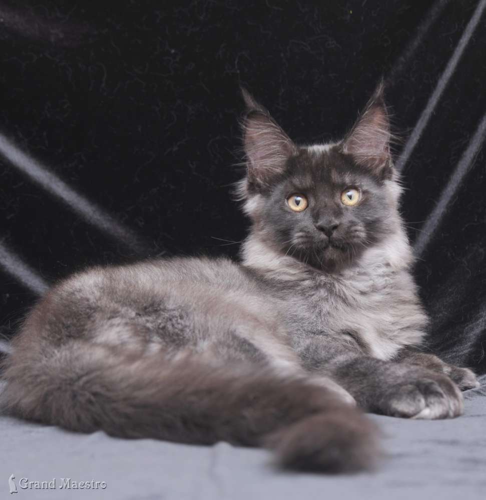 Индиго, 3.5 мес.