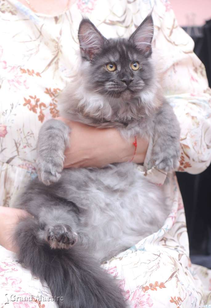 Идальго, 3.5 мес.