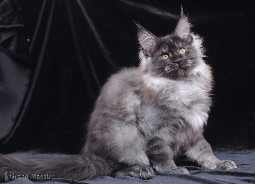 Идальго, 3.5 мес.