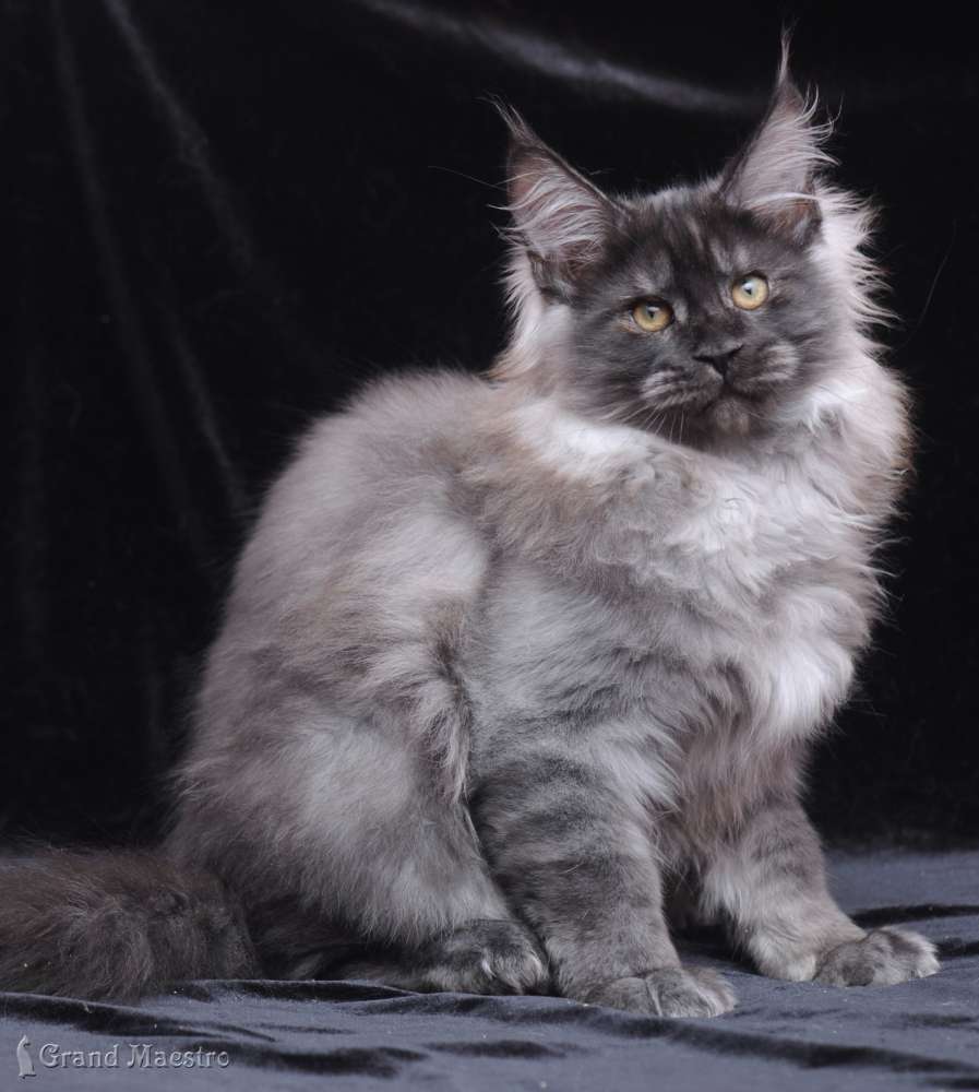 Идальго, 3.5 мес.
