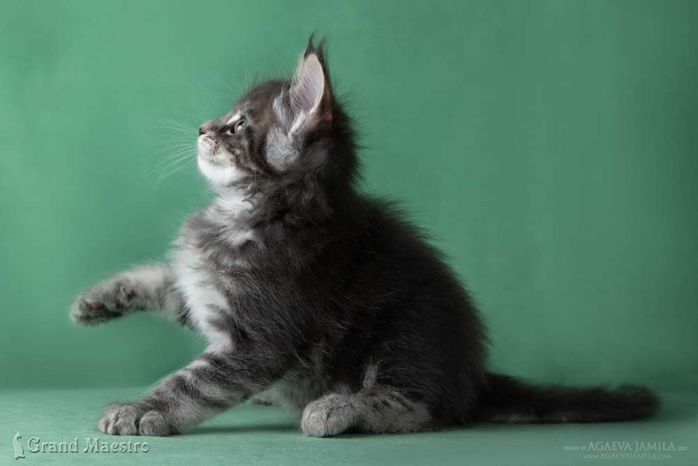 Каспиан, 1.5 мес.