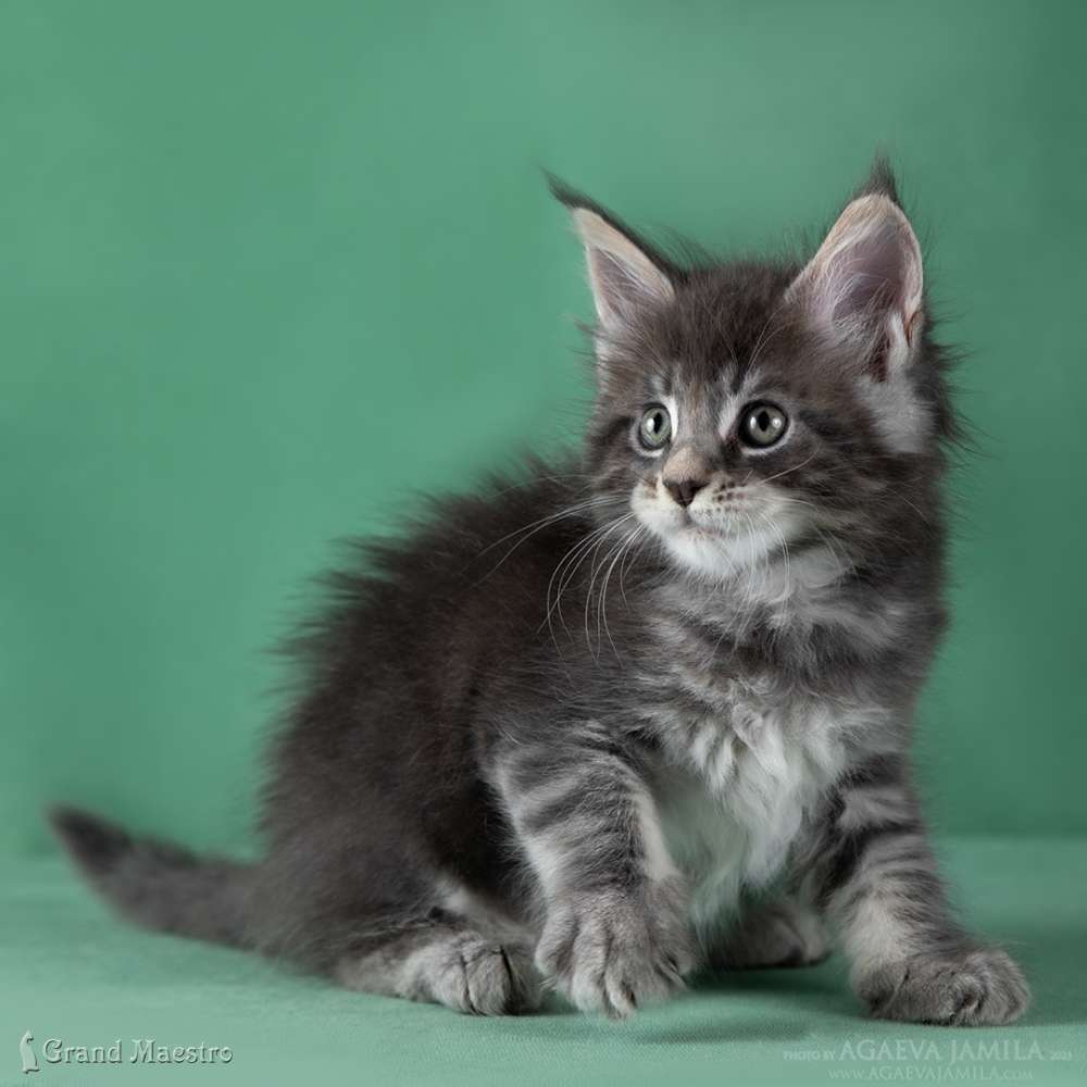 Каспиан, 1.5 мес.