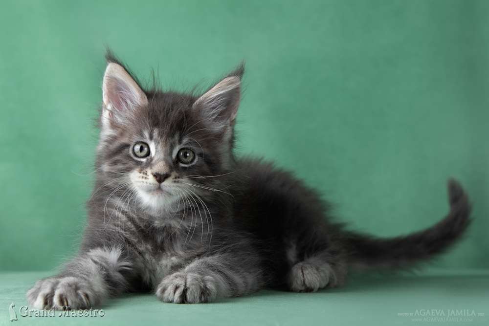 Каспиан, 1.5 мес.
