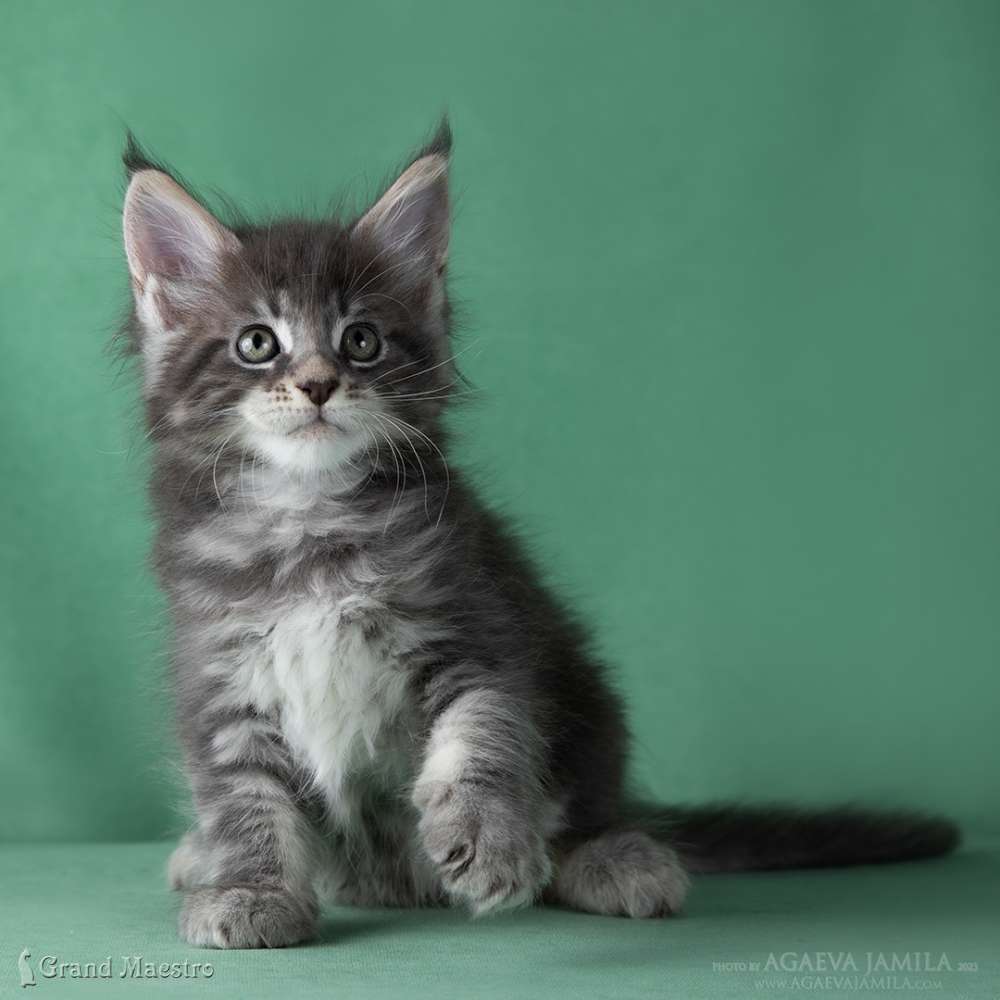 Каспиан, 1.5 мес.