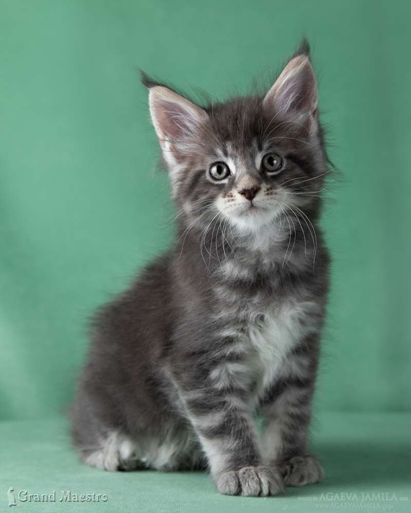 Каспиан, 1.5 мес.