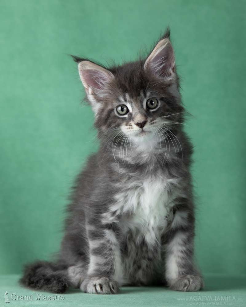 Каспиан, 1.5 мес.