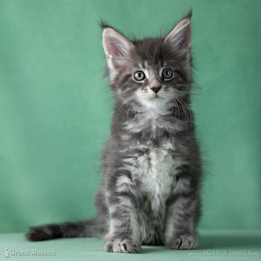 Каспиан, 1.5 мес.