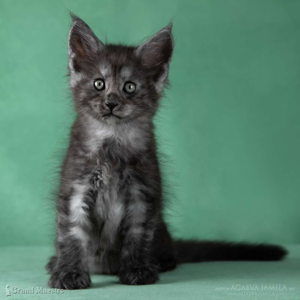 Кашемир, 1.5 мес.